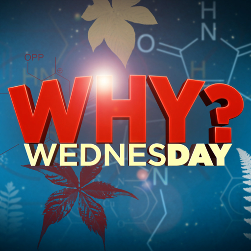 WHY? WEDNESDAY